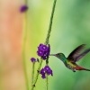 Kolibrik rezavoocasy - Amazilia tzacatl - Rufous-tailed Hummingbird o3774